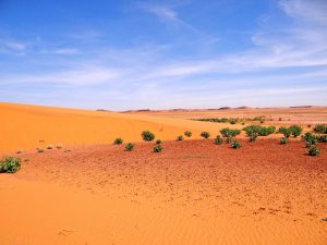 Forschungen und Expeditionen im Norden des Tschad, Blick in die Wüste mit Pflanzen, Explore Chad