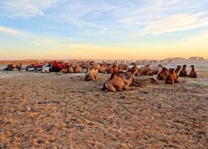 The Ennedi Massif, camel market, Explore Chad
