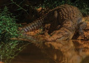 The Ennedi Massif, crocodiles in the Sahara's Garden of Eden, Explore Chad