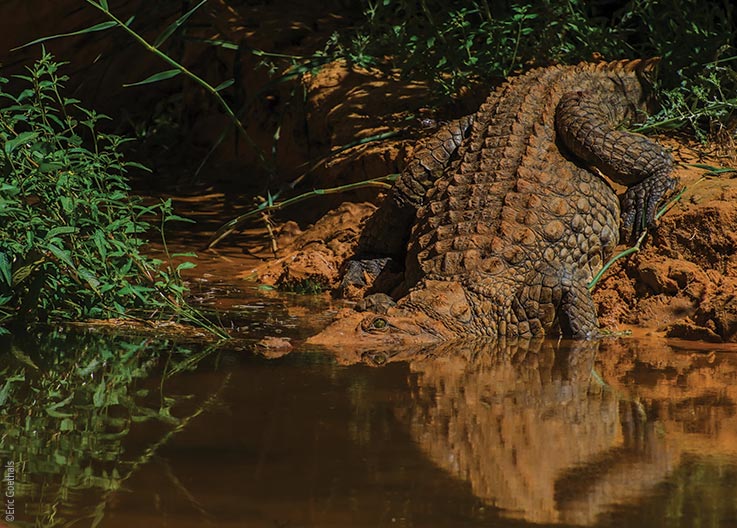 Das Ennedi Massiv, Krokodile im Garten Eden der Sahara, Explore Chad