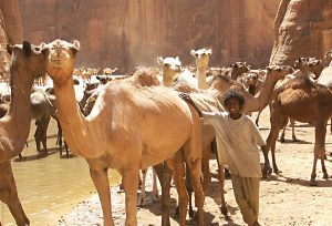 The Ennedi Massif, gorge with a narrow stream, herd of camels and a boy, Explore Chad