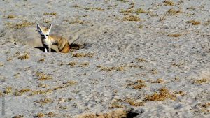 Expedition to Ounianga, fennec, Explore Chad