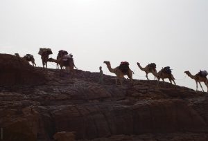 The Tibesti Mountains, expedition, camels as pack animals, Explore Chad