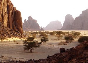 Das Tibesti Gebirge, Wadi mit Vegetation, Explore Chad