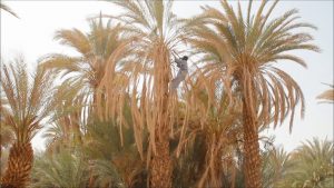 Farmer in Ounianga, Explore Chad. Video by Adam Polczyk