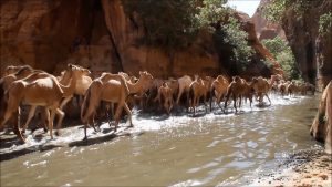 The Ennedi Massif, camels in the valley of Archeï, Explore Chad